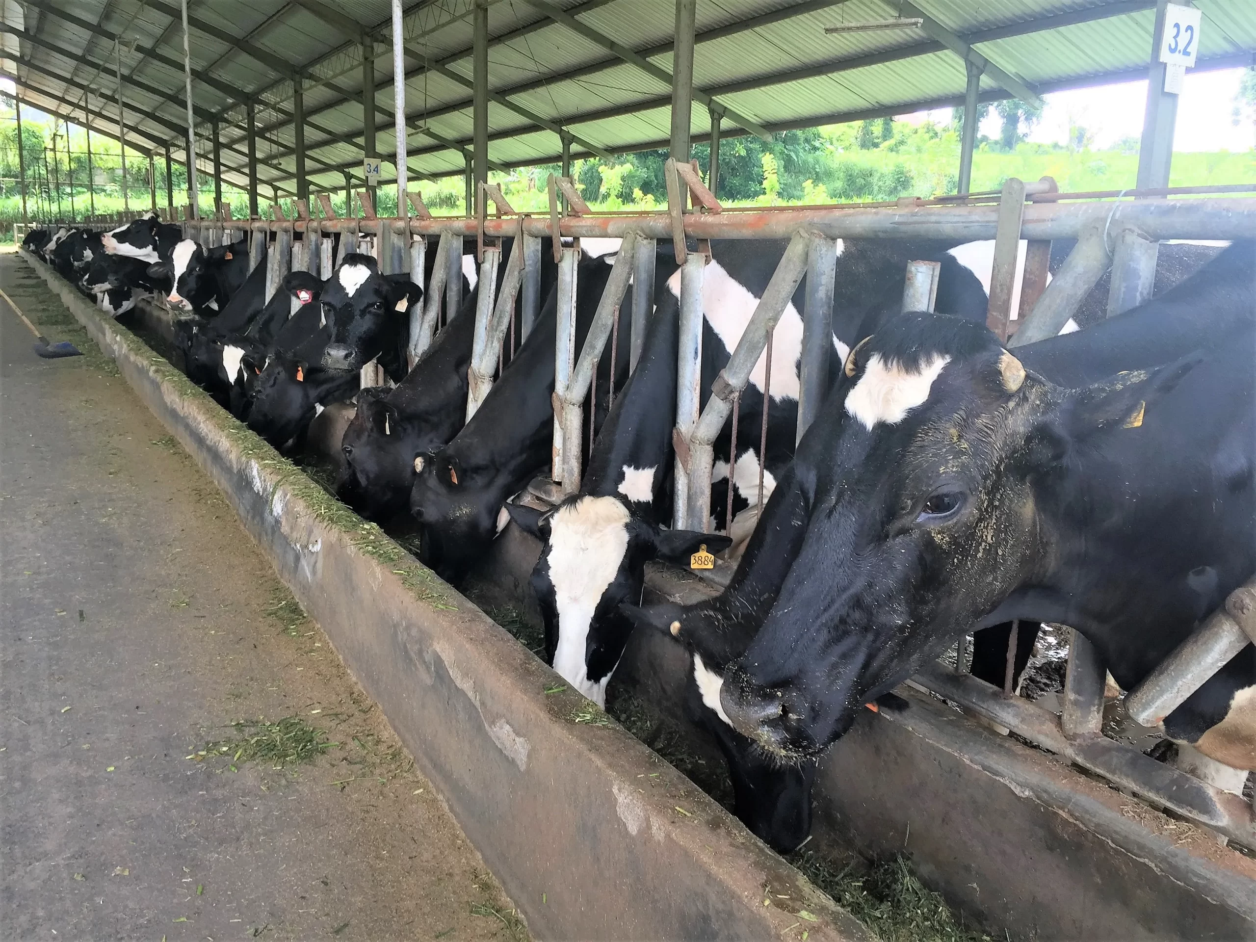 ベトナムおよびインドネシアにおける家畜と飼料に関する技術移転の機会
