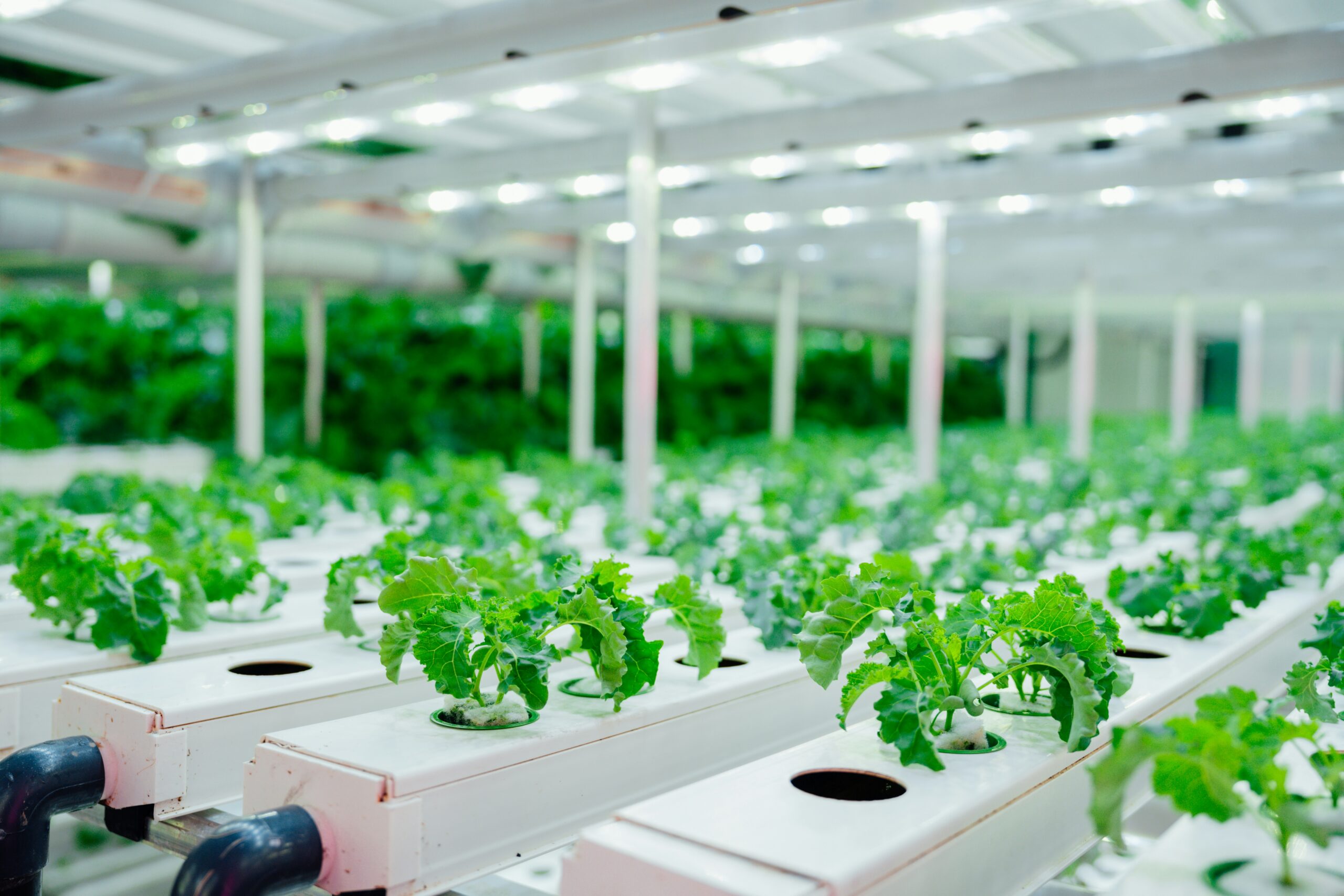 Agricultural Inputs, Technology and Innovation