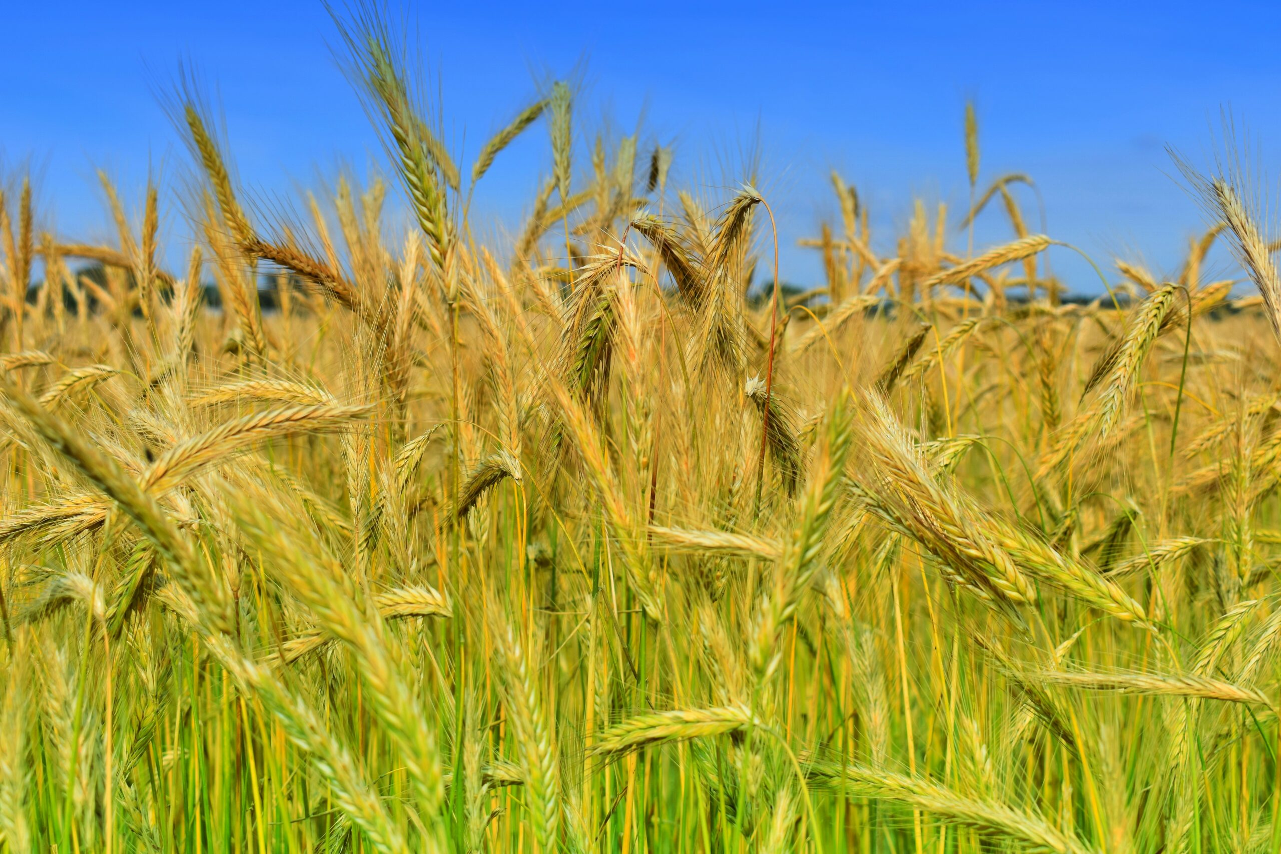 Agriculture