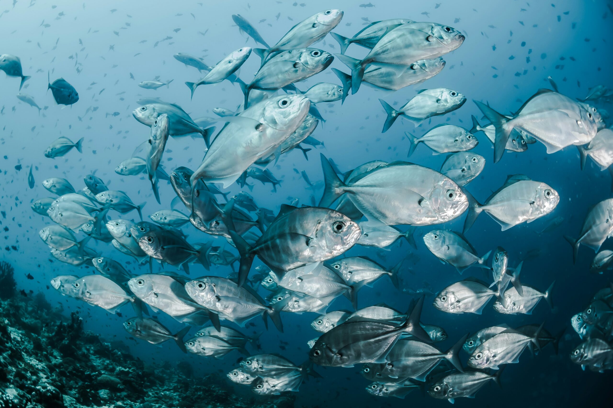 Fishery and Forestry