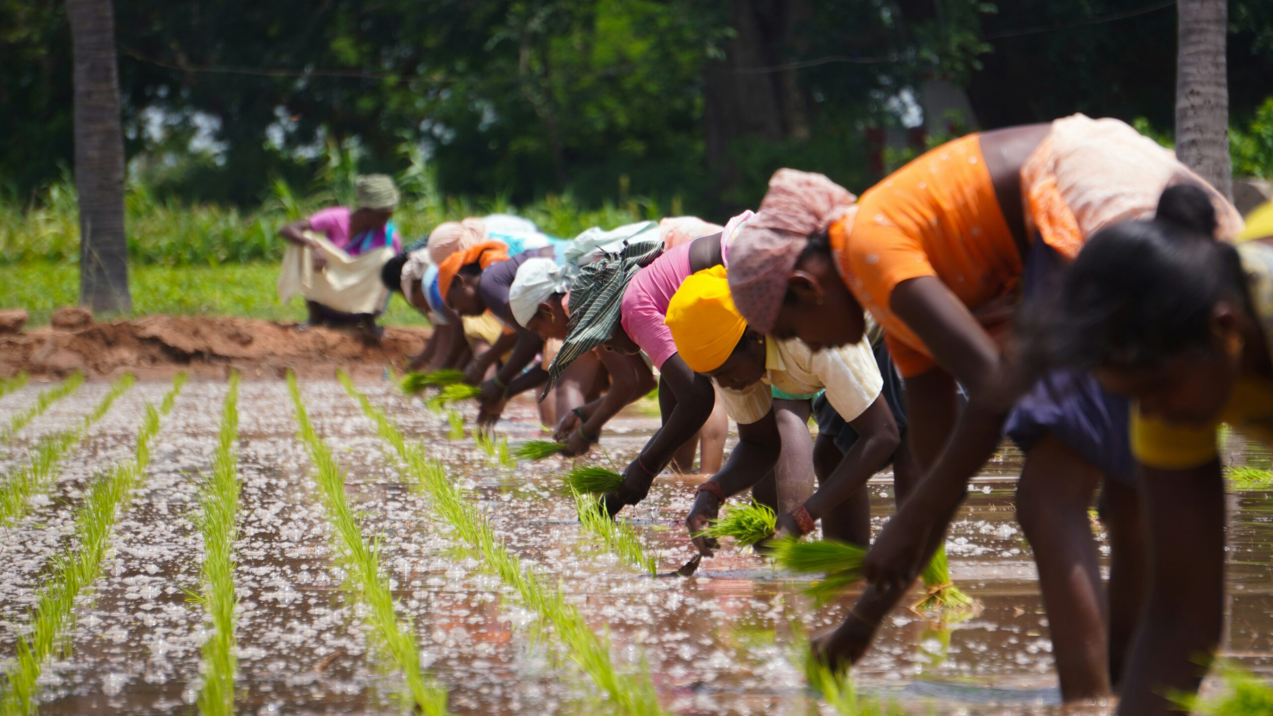 International Development